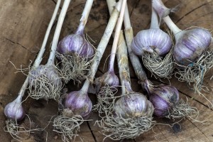 garlic-927843_1920